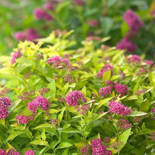 Double Play® Gold Spirea