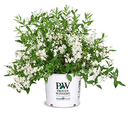 Yuki Snowflake® Deutzia