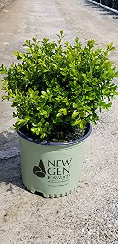 NewGen Independence® Boxwood