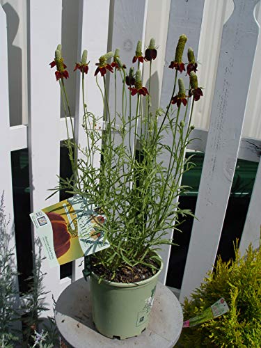 Mexican Hat Plant