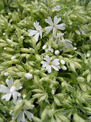 Snowflakes Moss Phlox