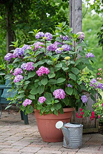 Endless Summer® Bloomstruck® Hydrangea