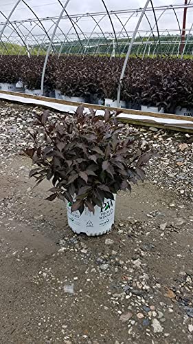 Spilled Wine® Weigela