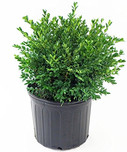 Green Velvet Boxwood