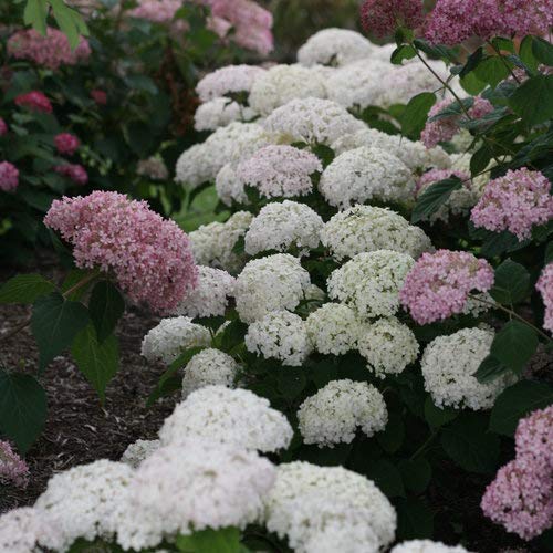 Invincibelle Wee White® Smooth hydrangea