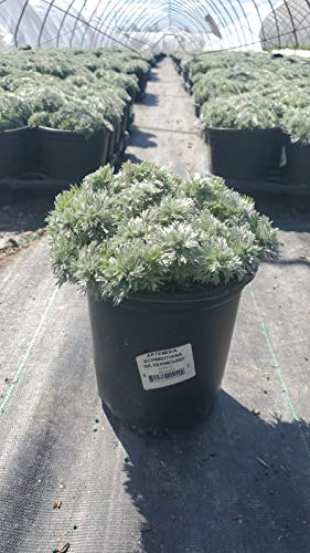 Silvermound Wormwood