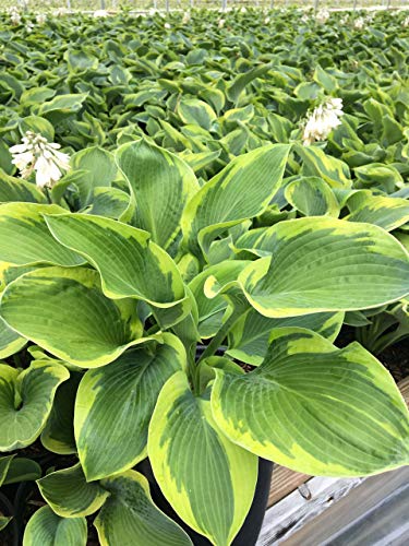 Frances Williams Hosta