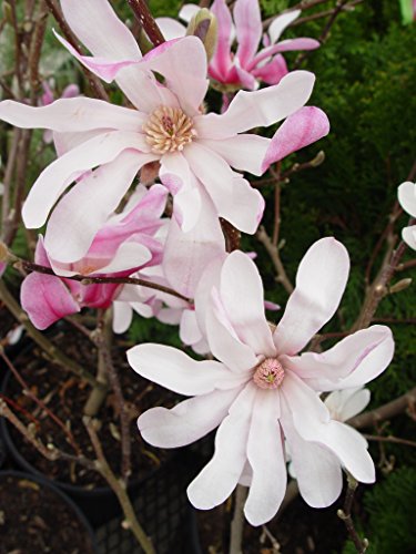 Leonard Messel Magnolia