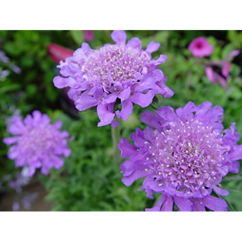 Butterfly Blue Pincushion Flower