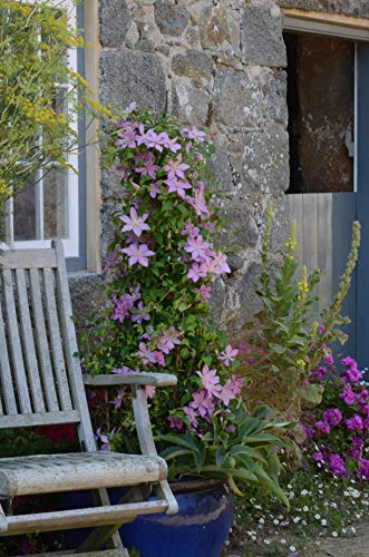 Sally™ Clematis