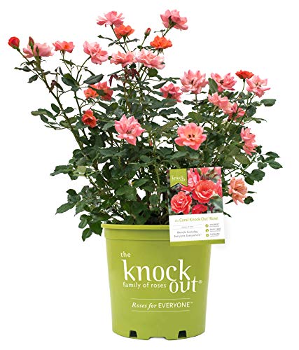 Coral Knock Out® Rose