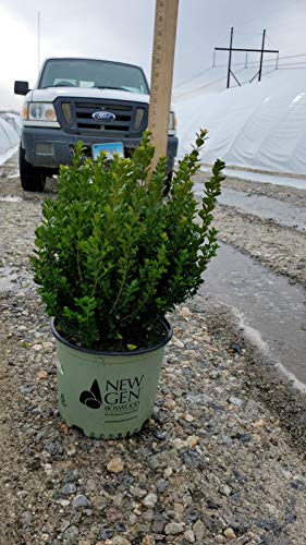 NewGen Freedom® Boxwood