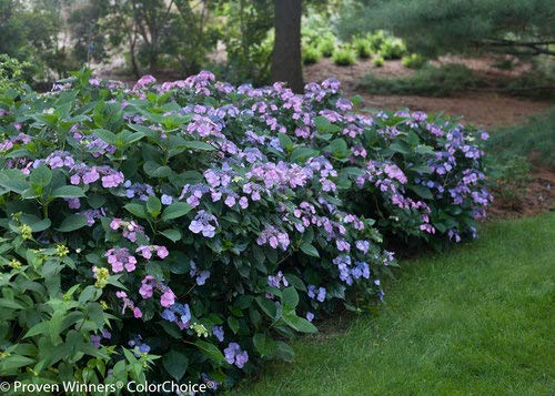 Tuff Stuff™ Reblooming Mountain Hydrangea