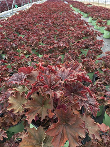 Bronze Wave Coral Bells