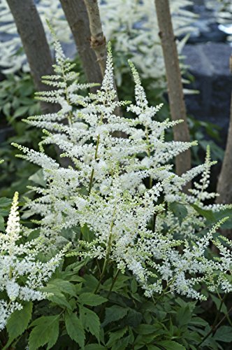 Bridal Veil Astilbe