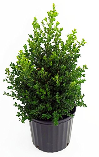 Cranberry Creek Boxwood