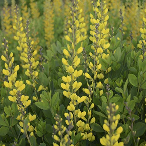 American Goldfinch False Indigo