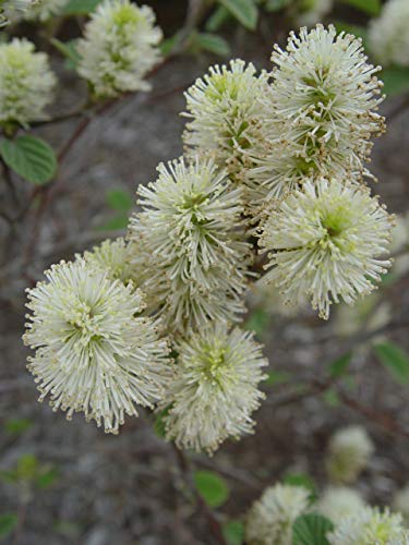 Mt. Airy Fothergilla