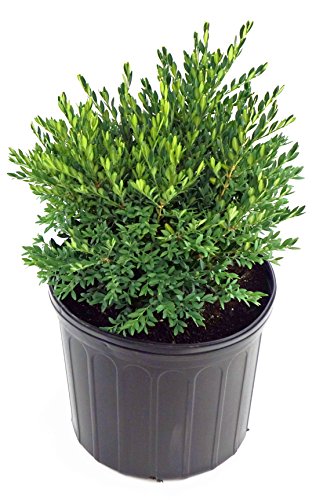 Green Gem Boxwood