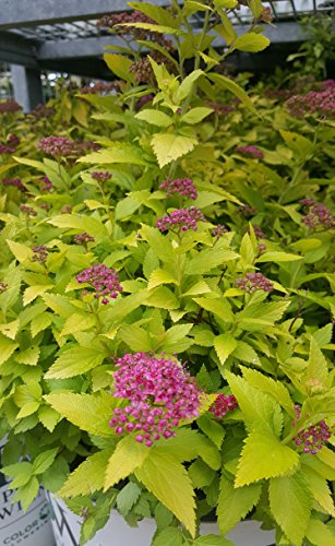 Double Play® Gold Spirea