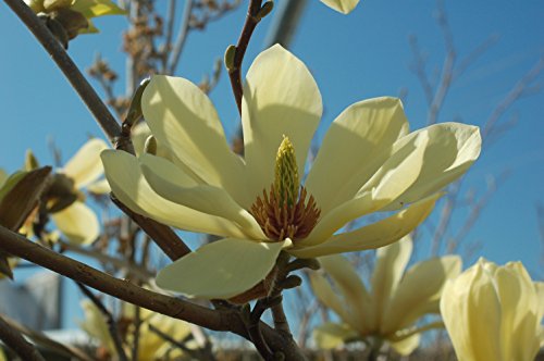 Butterflies Magnolia