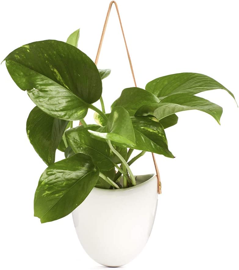 Potted Pothos in Hanging Ceramic Planter with Leather Strap