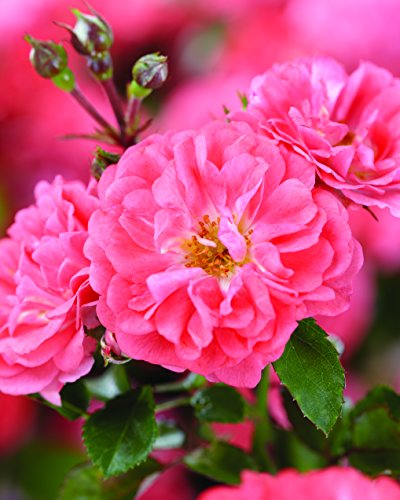 Coral Drift® Rose