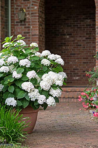 Endless Summer® Blushing Bride® Hydrangea