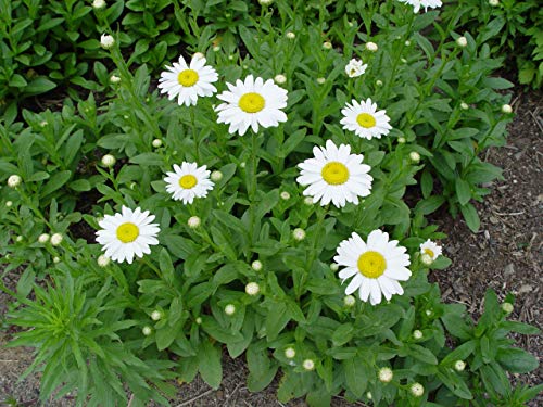 Becky Shasta Daisy