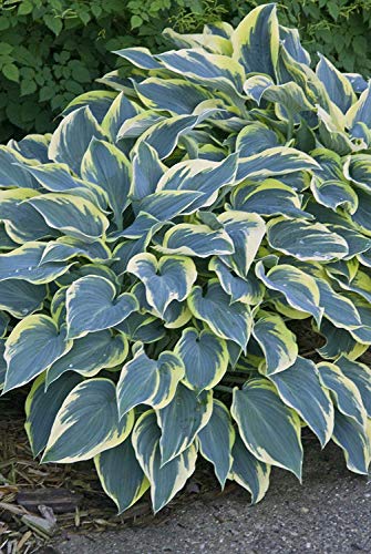 First Frost Hosta