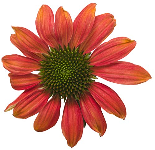 Firefinch&#8482; Coneflower