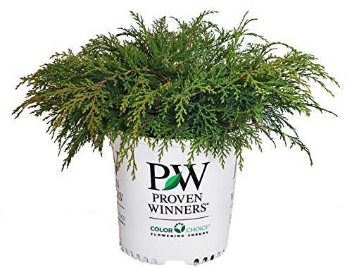 Celtic Pride® Siberian Cypress