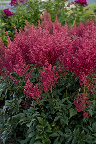 Montgomery Astilbe