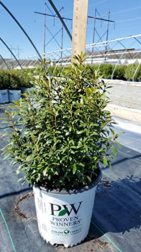 Gem Box® Inkberry holly