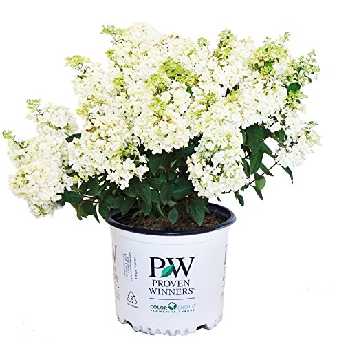 Bobo® Hardy Hydrangea