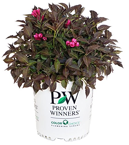 Spilled Wine® Weigela