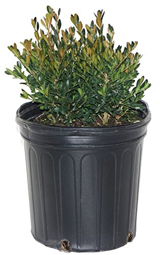 Green Gem Boxwood