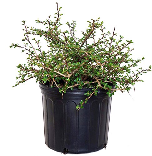 Cranberry Cotoneaster