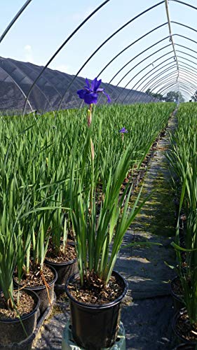 Caesars Brother Siberian Iris