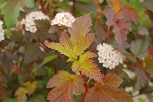 Summer Wine® Common Ninebark