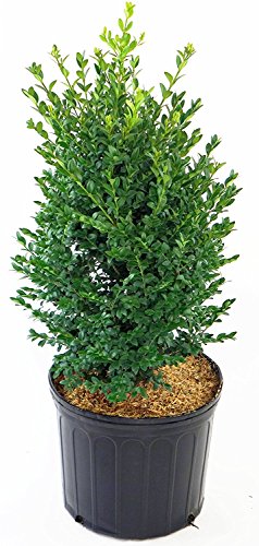 Green Mountain Boxwood