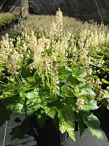 Foamflower