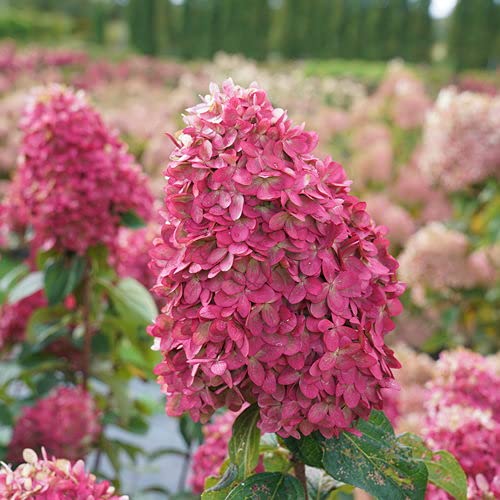 Limelight Prime® Panicle Hydrangea