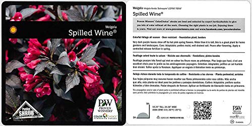 Spilled Wine® Weigela