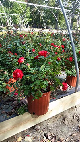 True Passion™ Hybrid Tea Shrub Rose