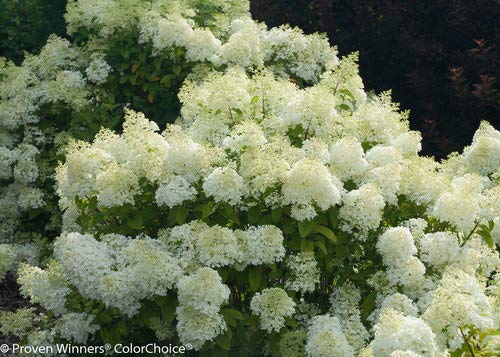 Bobo® Hardy Hydrangea