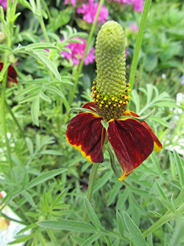 Mexican Hat Plant