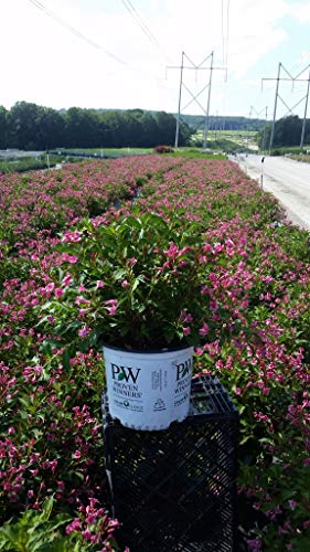 Snippet™ Dark Pink Weigela