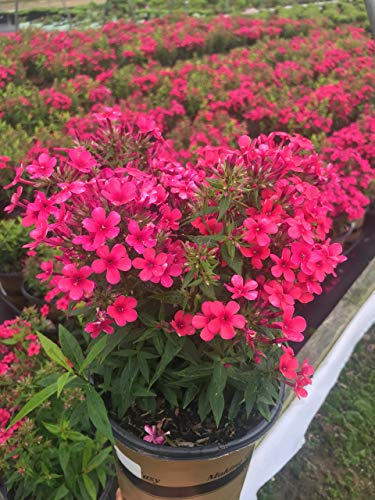 Volcano® Red Garden Phlox