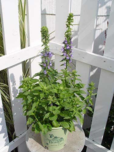 Blue Cardinal Flower